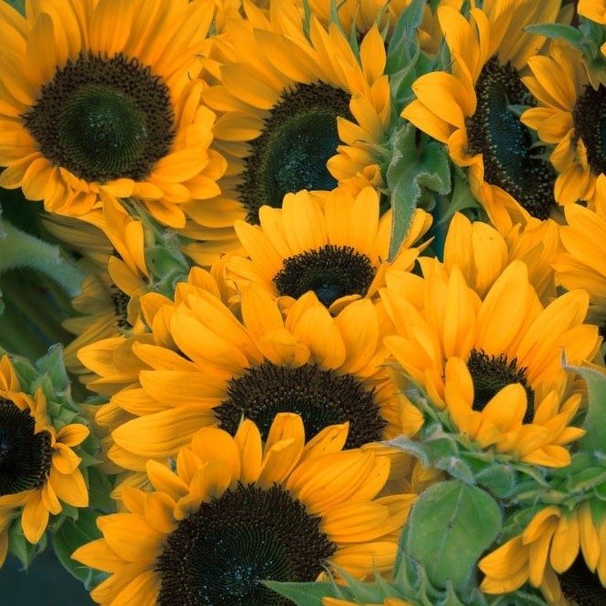 Sunflowers (2)